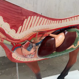 Squelette d'animal, anatomie du cœur et de l'estomac, modèle d'anatomie du cheval, matériel pédagogique et d'exposition, modèle anatomique animal - Product Image 2