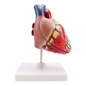 Анатомический эксперимент школы и лаборатории, 3 раза в натуральную величину, 2 части, модель человеческого сердца - Product Image 4