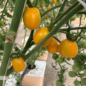 Complete <strong>Hydroponic</strong> Dutch Bucket with Automatic Irrigation and Pump for Tomato <strong>Pepper</strong> and Cucumber Cultivation - Product Image 4
