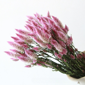 Ramo de Flores de <span class=keywords><strong>Celosia</strong></span> Secas Naturales, Ramo de Flores Secas Preservadas Reales para Decoración del Hogar, Arreglos Florales para Bodas - Product Image 2