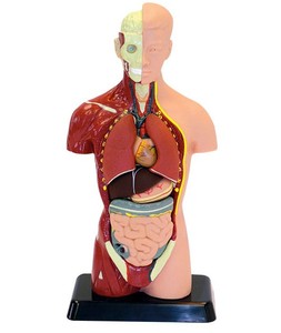 Gelsonlab HSBM-323 38 pièces 19cm Musculaire <span class=keywords><strong>et</strong></span> <span class=keywords><strong>Squelette</strong></span> Modèle D'anatomie Du <span class=keywords><strong>Corps</strong></span> <span class=keywords><strong>Humain</strong></span> Modèle Musculaire De Muscle <span class=keywords><strong>Humain</strong></span> - Product Image 5