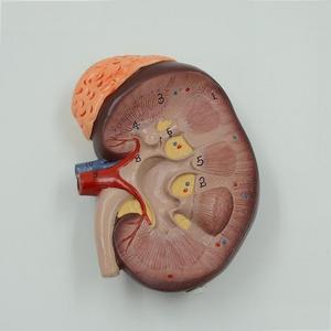 Мини-сечение почек, набор моделей нефрона и клубочков-с надпочечниками, подставка на основании - Product Image 5