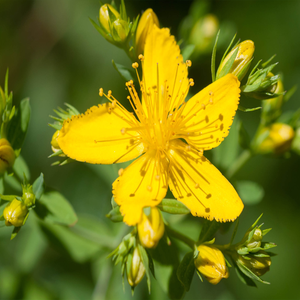 Yüksek kaliteli St Johns Wort özü Hypericin 0.3% Hypericum Perforatum özü - Product Image 2