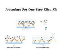 Kit porcin du syndrome reproducteur et respiratoire PRRS ELISA d'étape rapide