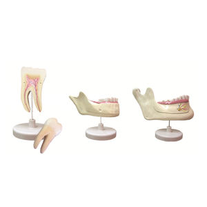 Molari, denti decidui e dente permanente ZM1049 dimensione naturale - Product Image 4