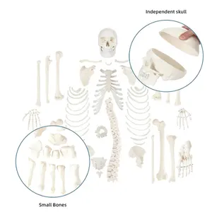 Modelo de hueso <span class=keywords><strong>humano</strong></span> para enseñanza médica, modelo de hueso de PVC de alta calidad, huesos dispersos en <span class=keywords><strong>el</strong></span> <span class=keywords><strong>cuerpo</strong></span> <span class=keywords><strong>humano</strong></span> - Product Image 1