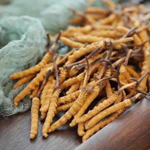 Fabrik Großhandel Cordyceps gesunde Nahrung hochwertige Cordyceps Sinensis <span class=keywords><strong>Tibet</strong></span> getrocknete Kräuter Dong cong xia cao - Product Image 4