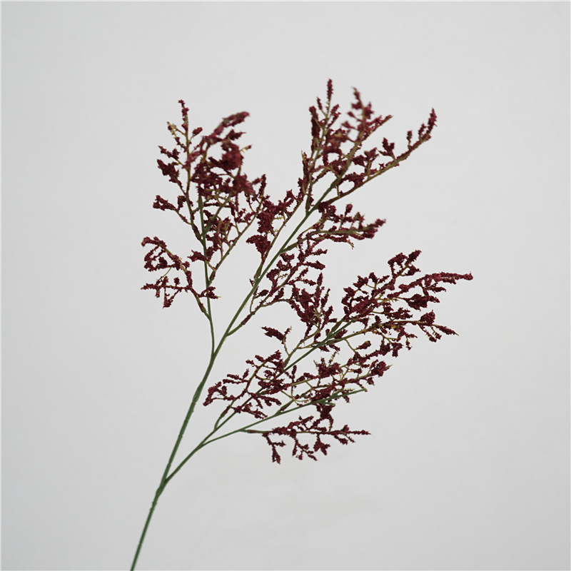 Petit amant herbe-rouge
