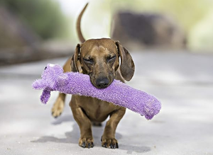 Toptan fabrika doğrudan satış fiyatı moda peluş oyuncak köpek şekli çok renkler çiğneme ses gıcırtılı köpek oyuncaklar - Product Image 5