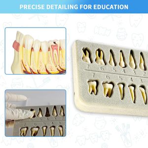 Demostración de dientes de resina, 28 piezas 1:1 dientes permanentes artificiales modelo de entrenamiento de enseñanza dental para estudiantes y profesionales - Product Image 5