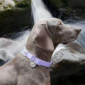 Collier pour chien en PVC de qualité supérieure, taille S, vert uni, élégant, moderne, durable, style luxueux, imperméable, réglable, léger, personnalisé - Product Image 4