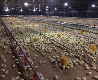 Nouvel équipement d'élevage avicole automatique en acier inoxydable, portable et sur pied, pour mangeoires à poulets, fourni par l'usine chinoise