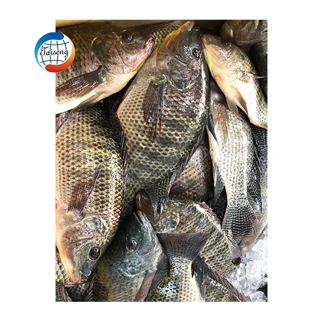 Tilapia de peixe viva atacado congelado todo redondo preto tilapia peixe para venda