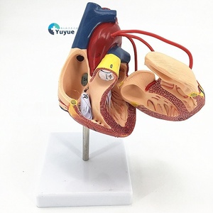 Modèle d'anatomie du cœur humain 1:1 grandeur nature Matériau en PVC pour l'enseignement et la formation en chirurgie de pontage coronarien en sciences médicales - Product Image 1