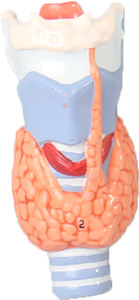 İnsan tiroid bezi modeli tiroid patoloji modelleri - Product Image 3