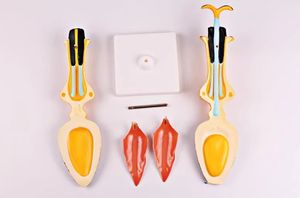 Modèle d'anatomie de tournesol, décoration de table, modèle pédagogique pour les écoles primaires et secondaires - Product Image 2