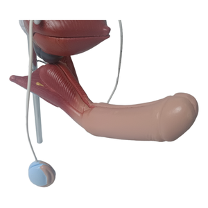 Modelo Anatómico del Sistema Reproductor Masculino en 3D de PVC para la Enseñanza de Ciencias Médicas, que Muestra Riñón, Vejiga, Pene y Testículos - Product Image 5