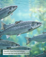 Farine de palmiste fermentée (PKM/PKC) – Ingrédient alimentaire alternatif certifié ISO 22000, 10 kg/sac, Origine Chine – Favorise la santé intestinale
