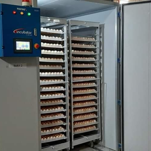 Commercial <b>Incubator</b> 380v and 50hz 12096 <b>Eggs</b> Vietnam - Product Image 1