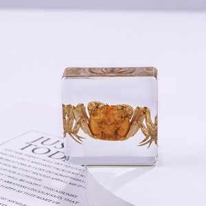 Rectángulo espécimen escorpión Real insecto incrustado acrílico cuadrado resina pisapapeles enseñanza preescolar - Product Image 6
