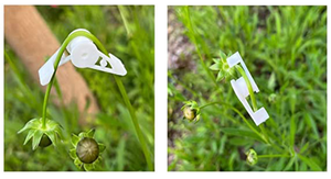 Clip Ajustable de 360 Grados para Doblar Plantas/Herramienta de Entrenamiento de Bajo Estrés para Tallos de Tomate, Vid y Rosa, Guía de Cultivo de Plástico Reutilizable - Product Image 2