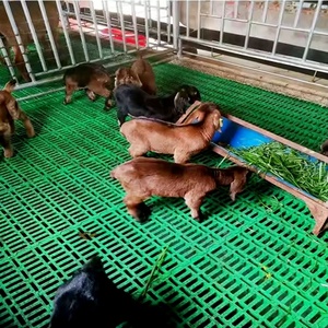 Jiatai 600*600mm sàn nhựa Mat cho dê con chó Thảm dê nuôi nhà sàn đá phiến - Product Image 5