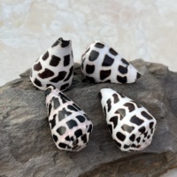 Grandes coquilles de conus ébraeus naturelles, coquillages hébreux, pour la création de bijoux DIY, colliers, boucles d'oreilles, breloques, style marin hawaïen