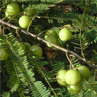 Ciyuan usine approvisionnement prix de gros Phyllanthus Emblica extrait/Amla poudre