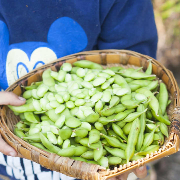 Wholesale Green Frozen Vegetables Edamame Beans Comodo Green Soy Bean