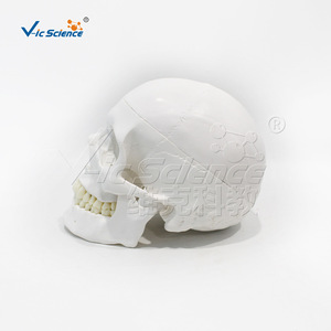 Modelo de cráneo humano VIC0157 con distribución vascular intracraniana natural, specimen de cráneo digitalmente etiquetado - Product Image 5