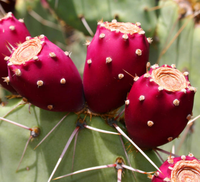 Puur Natuurlijke Hoge Kwaliteit Cactus Fruit Poeder Vers Cactusvijg Cactus Poeder Op Voorraad