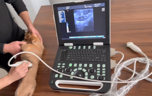 MC1000Vet Scanner à ultrasons portable à image très claire Usg pour animaux comme les chiens et les chats - Product Image 2