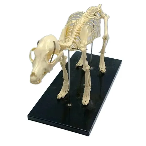Hot Sale Advanced PVC Animal Skeletons Dog Skeleton Model For Teaching