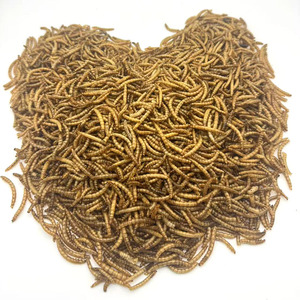 Commercio all'ingrosso biologico ad alto contenuto proteico secchi di vermi della farina per gli uccelli - Product Image 6