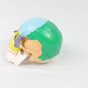 Modèle de crâne à séparation des couleurs à l'échelle 1:1, modèle de crâne coloré pour adulte, modèle pédagogique orthopédique - Product Image 2