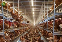 Nouveau système de cages automatiques pour poules pondeuses de type H, galvanisé à chaud, capacité 50 000 oiseaux, personnalisé, avec contrôle environnemental