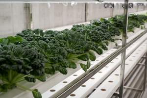 Sistema de Cultivo Hidropónico Inteligente para Contenedores de 20 pies, con Control Inteligente, Riego Aeropónico, Control Remoto por WiFi, Cultivo de Lechuga y Hojas Verdes - Product Image 4