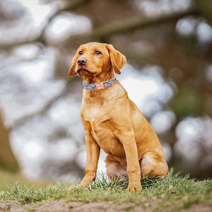 Coleira de Cão Personalizada com Logo, Estampa de Flor Rosa Vermelha, Coleira Durável com Fivela de Metal - Product Image 4