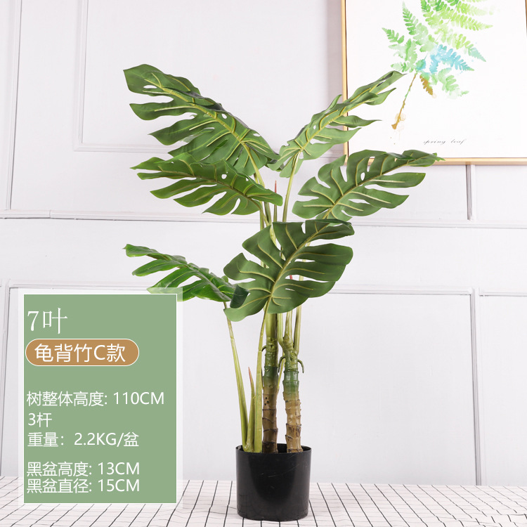 1.1M Monstera deliciosa, Estilo C