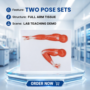 Modèle anatomique des muscles flexeurs et extenseurs du bras, deux poses, modèle de présentation de la structure <span class=keywords><strong>musculaire</strong></span> de l'artère supérieure pour l'enseignement de la biologie et de l'anatomie - Product Image 5