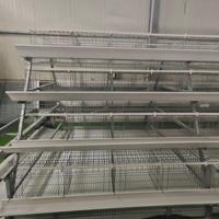 Cage à poules automatique de type A Xinye avec système d'évacuation du fumier pour élevage avicole commercial