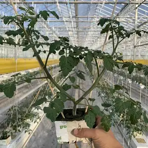 Pertanian Venlo Kaca Rumah Kaca Hidroponik Multi Span Rumah Hijau untuk Tomat Stroberi