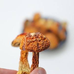 Alta calidad <span class=keywords><strong>tricholoma</strong></span> <span class=keywords><strong>matsutake</strong></span> liofilizado <span class=keywords><strong>matsutake</strong></span> - Product Image 6