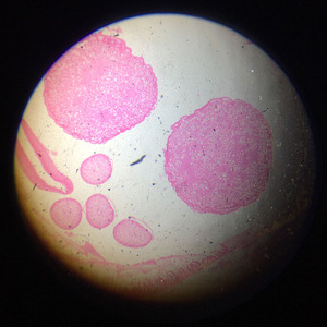 Diapositivas preparadas para Parasitología de Ascaris lumbricoides hembra de 1 pieza de proveedor mayorista - Product Image 3