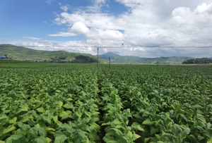 タバコ葉エキス<span class=keywords><strong>Solanesol</strong></span>ハーブエキスホワイトパウダー食品グレード13190-97-1ドラム包装 - Product Image 3