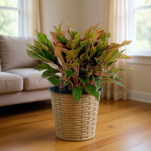 Maceta Redonda Natural de Mimbre con Autorriego de 13.4 Pulgadas, Macetas Inteligentes para Interiores y Exteriores - Product Image 2