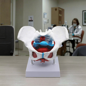 Großhandel medizinisches anatomisches weibliches Becken modell mit abnehmbaren Organen für die medizinische Bildung - Product Image 5