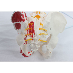 Modèle naturel des grandes ceintures vertébrales, du crâne occipital et des nouvelles muscles pelviens ; modèle pédagogique de squelette humain. - Product Image 1
