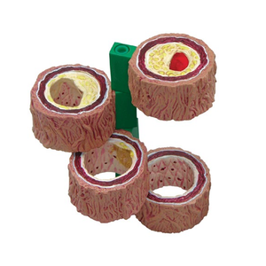 Высококачественная медицинская модель анатомии для развития органов и сосудов со склеротическими функциями для обучения медсестер - Product Image 3