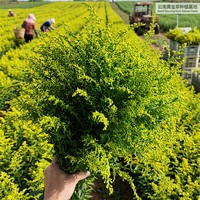 Fleur de Solidago jaune coupée fraîchement, idéale pour la décoration d'événements, les cadeaux d'entreprise, les mariages en extérieur, les halls d'hôtel – Gloire Dorée